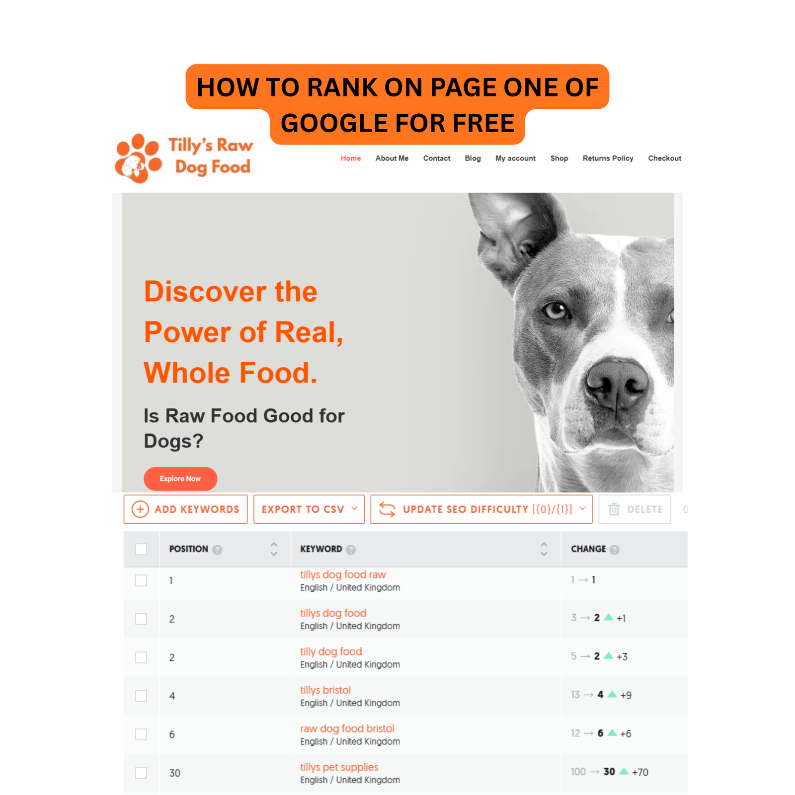Dog Food Ranks Rank a Website Without Ads: Real SEO Strategy That Works